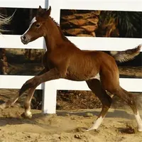 Factory Manufacture Metal Horse Guardrail / Home Horse Guardrail /Horse Guardrail, Security Horse Guardrail