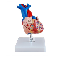 Life-Size CPR Manikin 2-Part Human Heart Anatomical Model for Medical Science & Educational Teaching in Hospitals