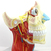 Anatomical Model of Brain Nerve Distributing in Head and Neck Used Cpr Manikins Body Science