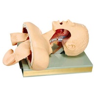 Medical Anatomy Human Airway Manikin Model Advanced Trachea Intubation Simulation CPR Manikin